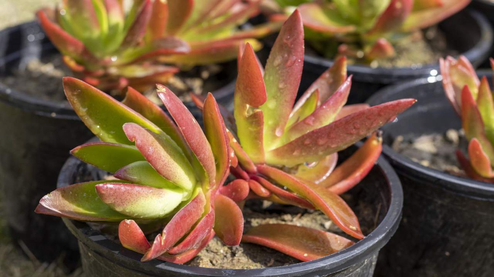 crassula capitella campfire