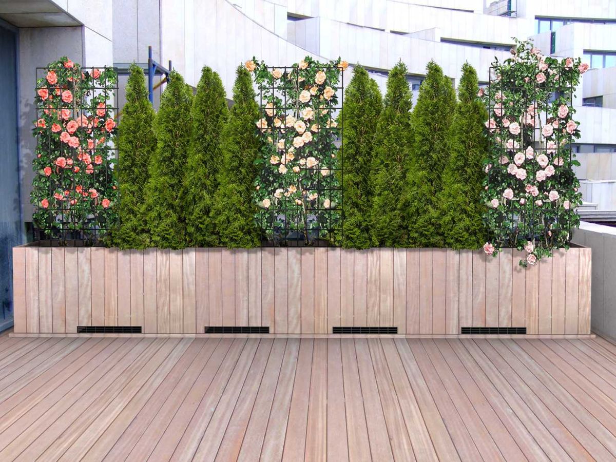 Cierre vegetal en jardinera con pinos enanos y trepadoras.