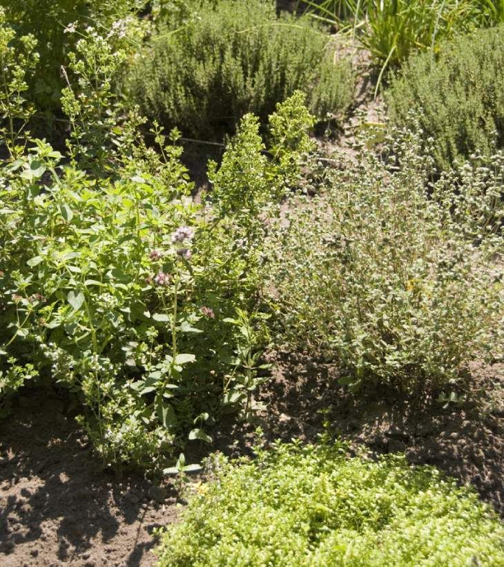jardin de hierbas