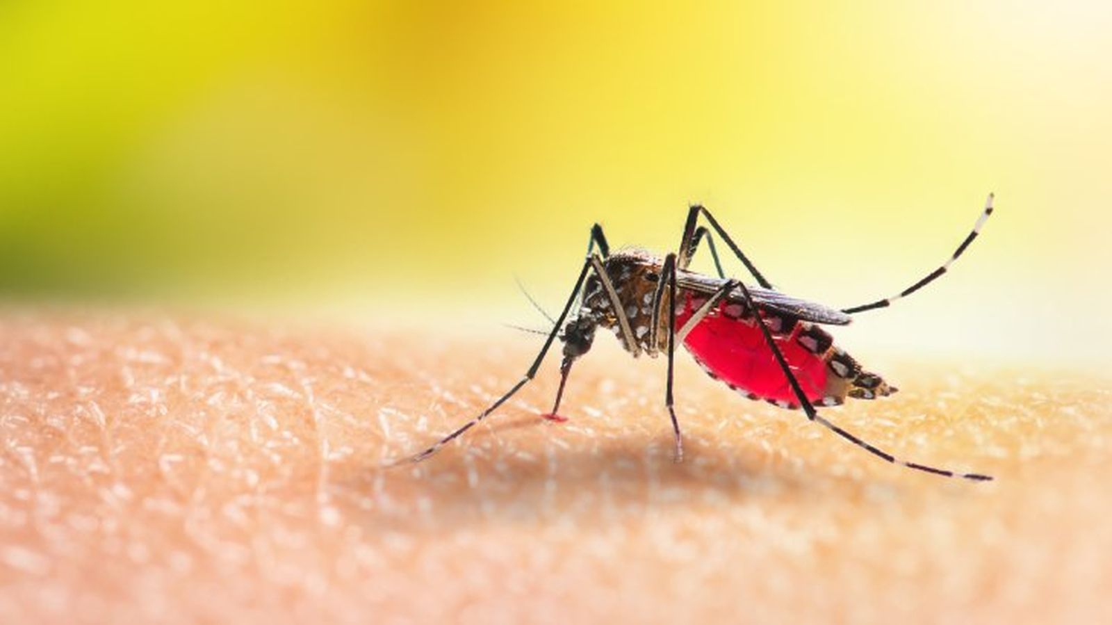 que pasaria si desaparecieran los mosquitos 11
