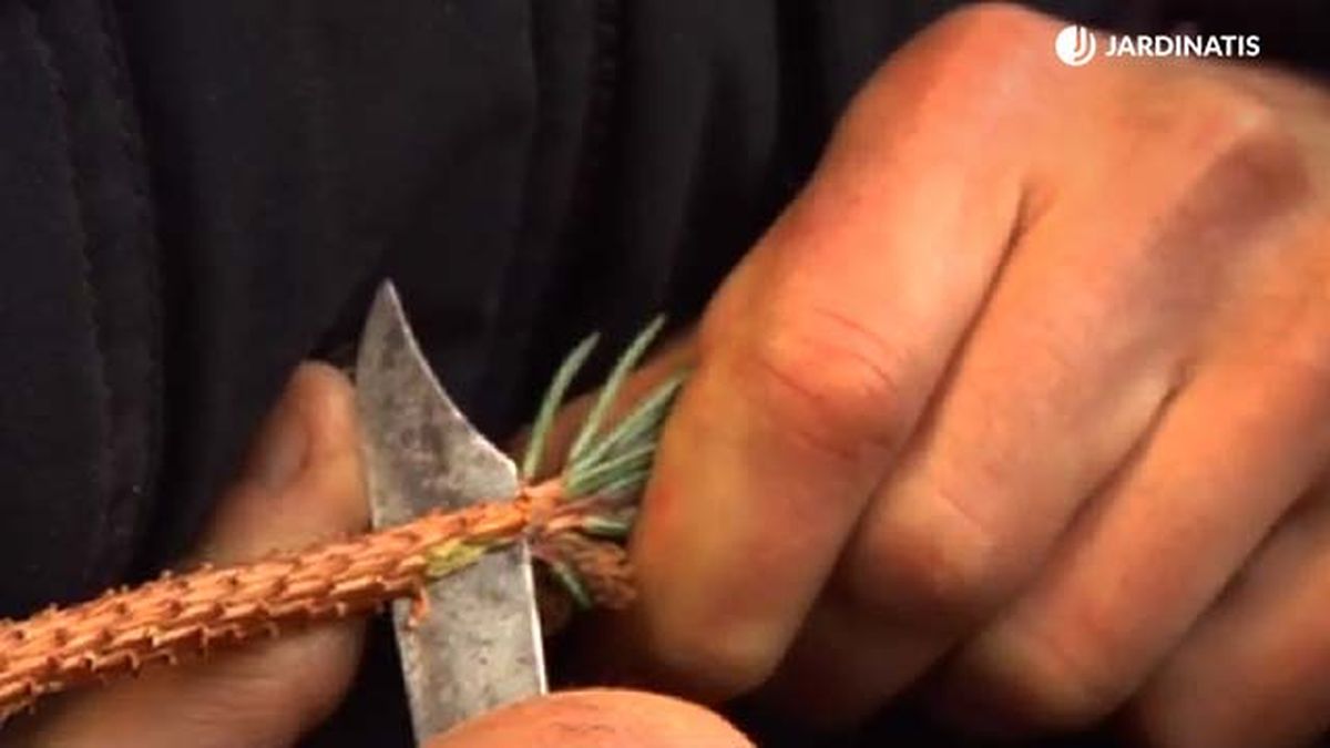 injertos en coniferas paso 2 deco 471 jardinatis