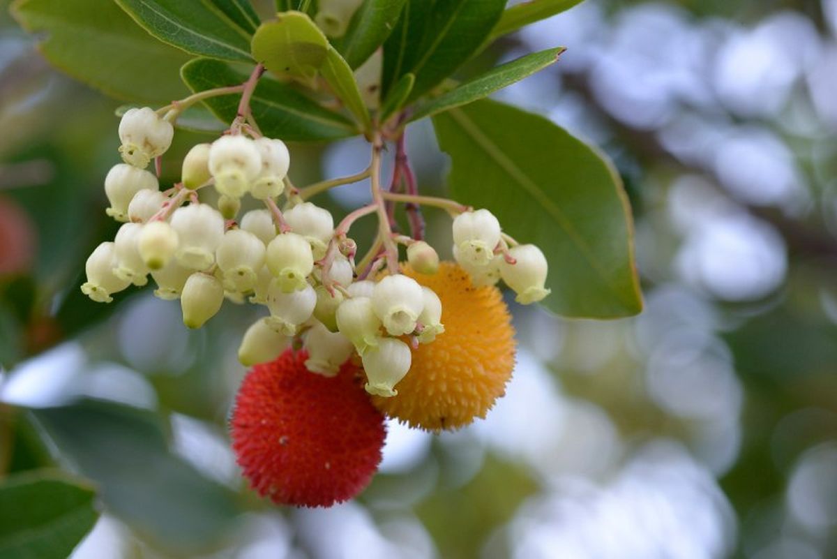 Arbutus unedo.