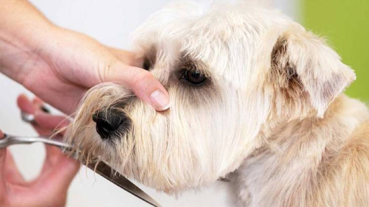como cortar el pelo a un perro en casa (1)