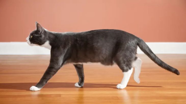 ataxia en gatos 3