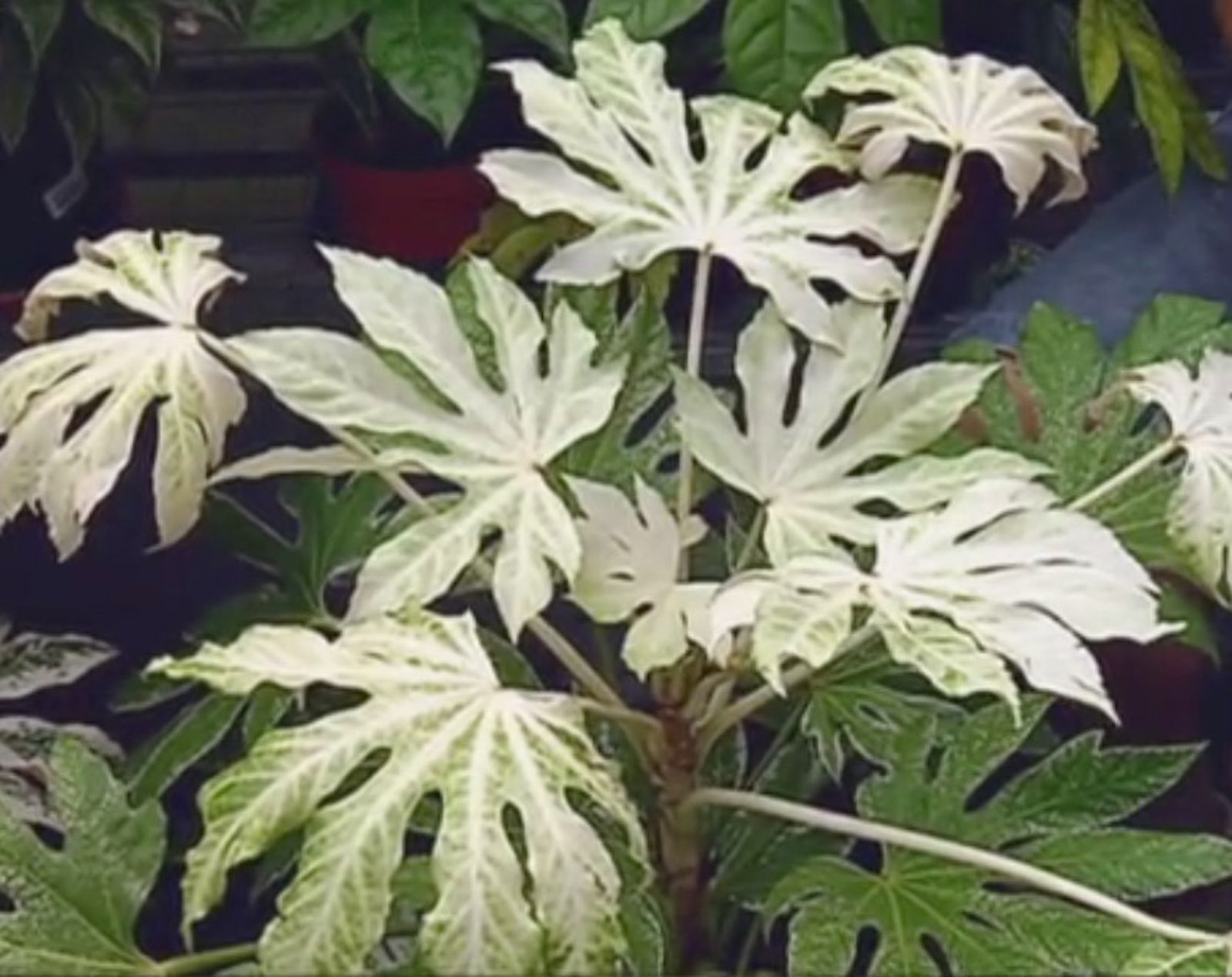 Aralia o fatsia japonica spiders web