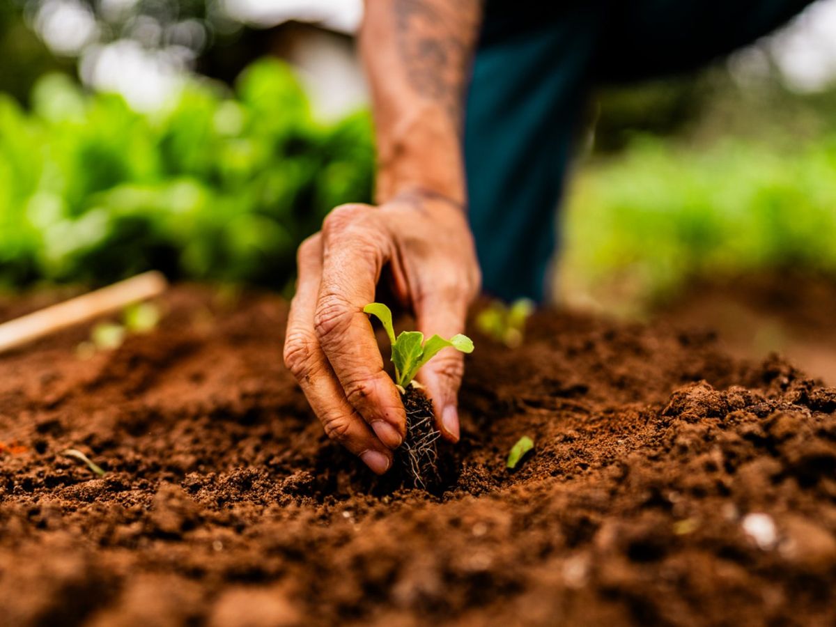 Plántula de lechuga.