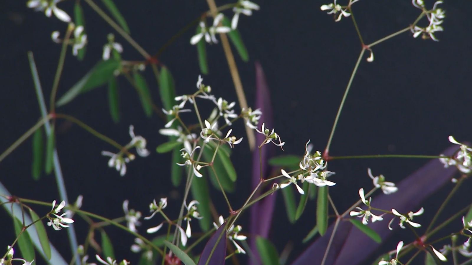 Flores de la Euphorbia Diamond Frost