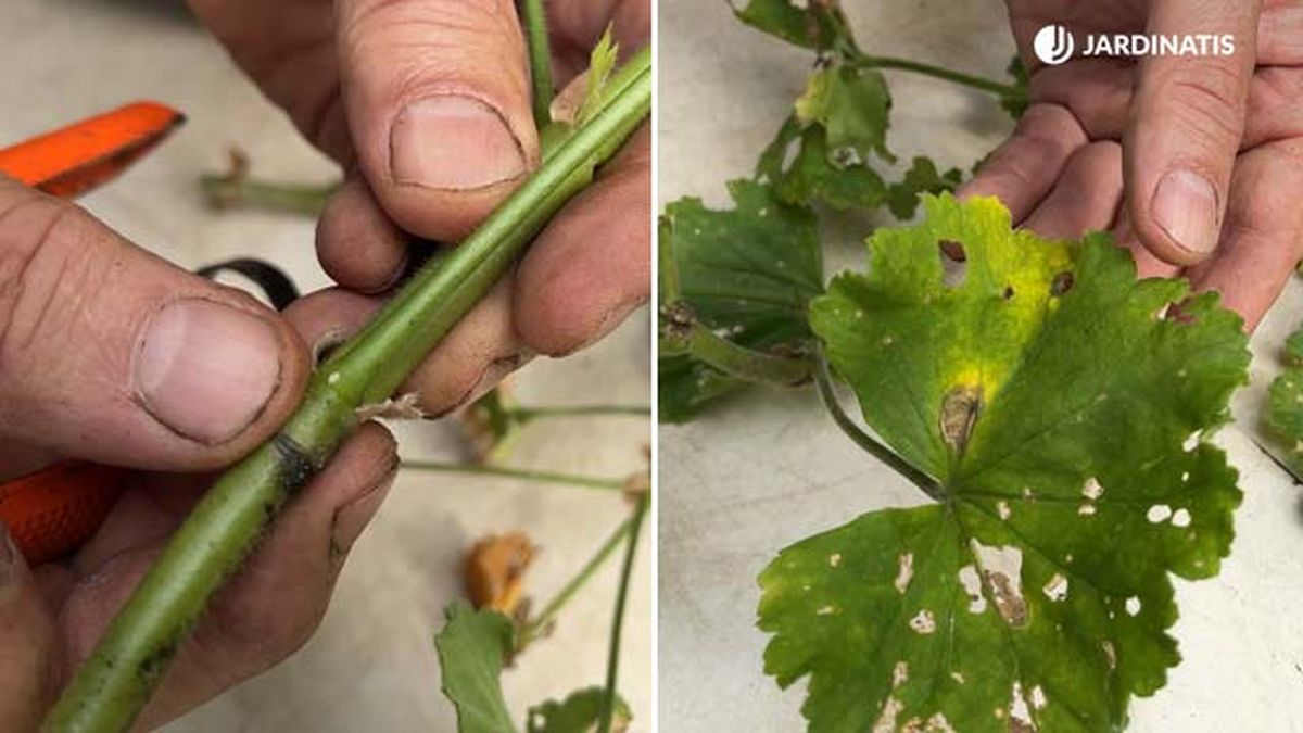 mariposa del geranio jardinatis 22 23