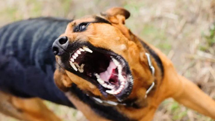 rabia en perros 2