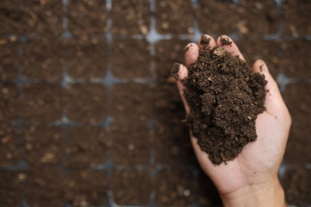 Sustrato para semilleros