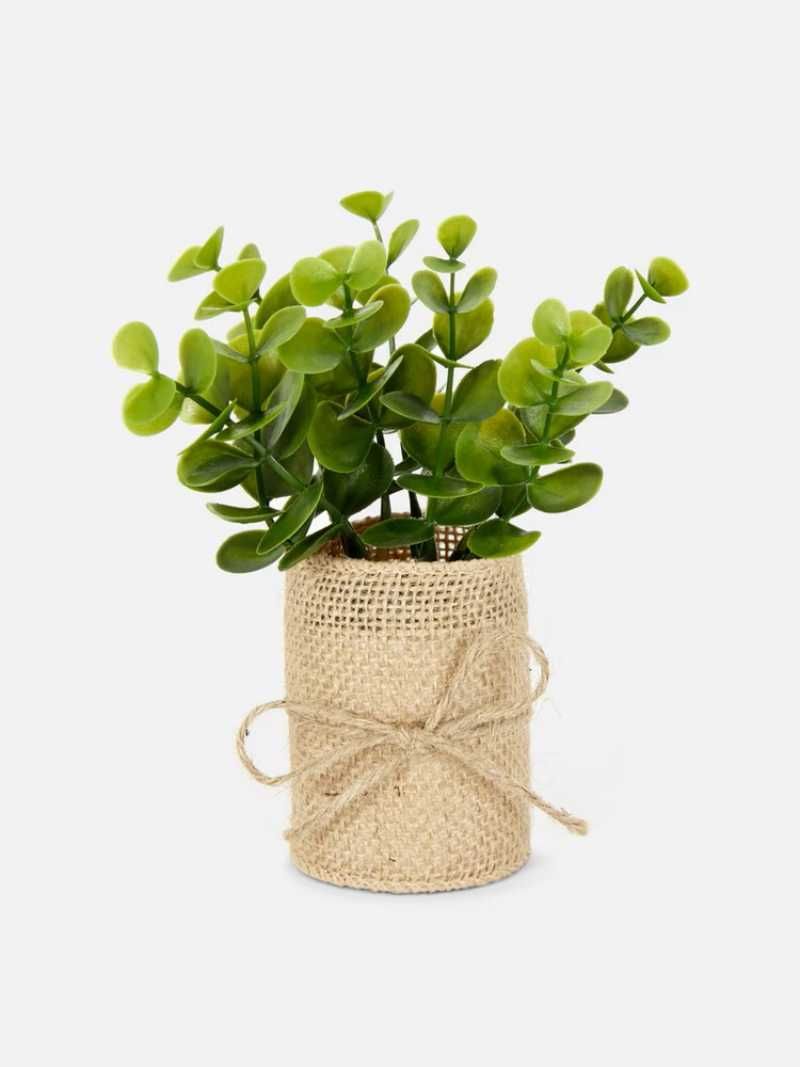 Planta decorativa.