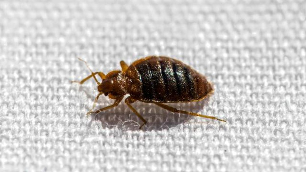 eliminar chinches consejos expertos