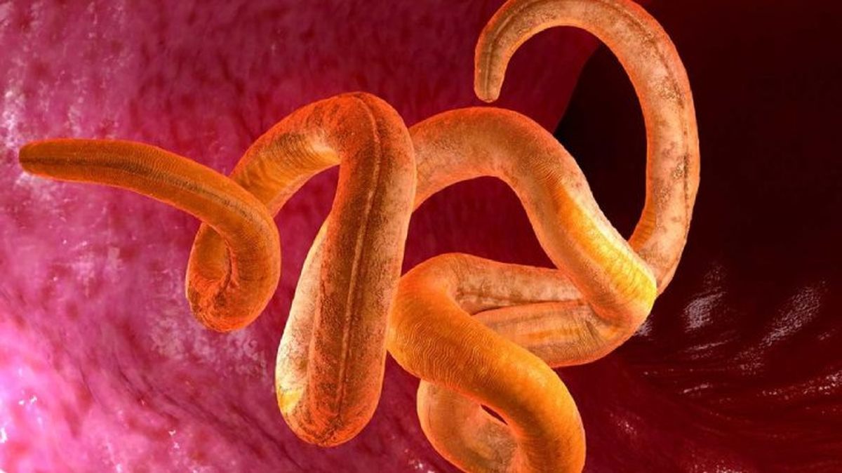 gusano del corazon en perros 5