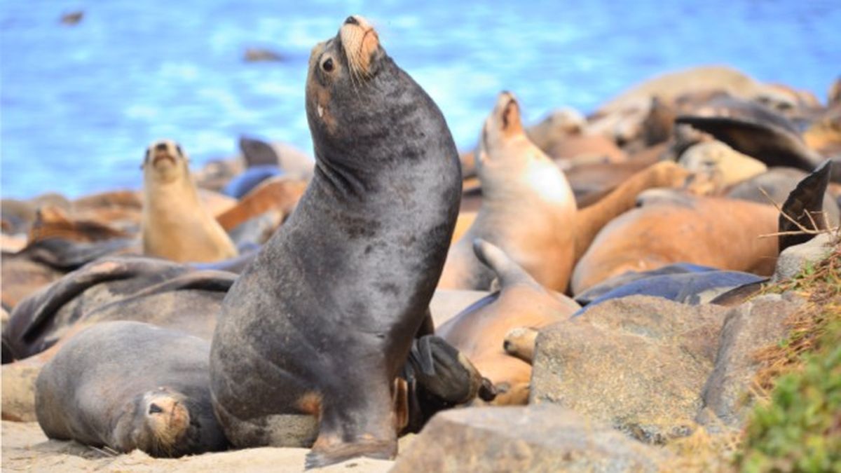 animales que empiezan por l 5