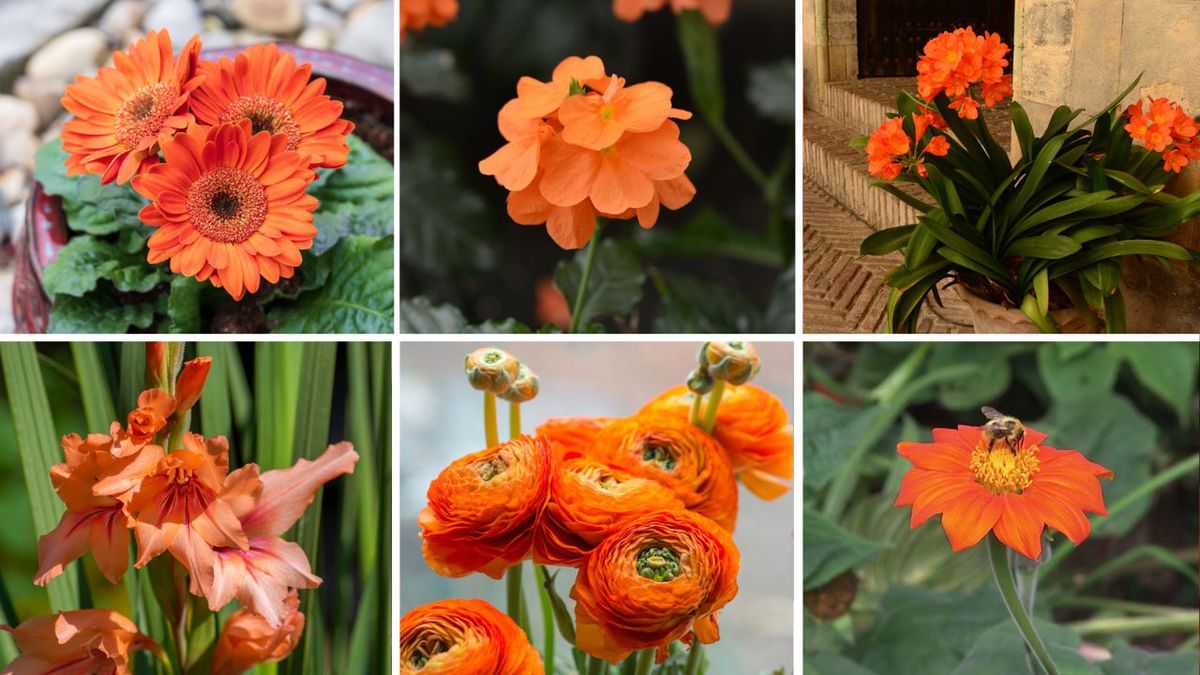 listado de flores naranjas