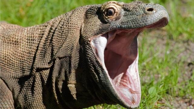 dragon de komodo lagarto mas grande del mundo depredador canibal