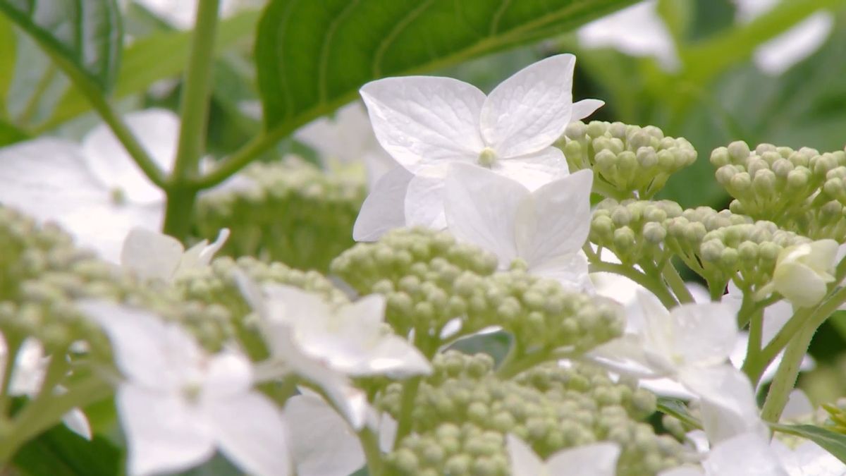 deco 0702 variedades hortensias blancas macrophylla