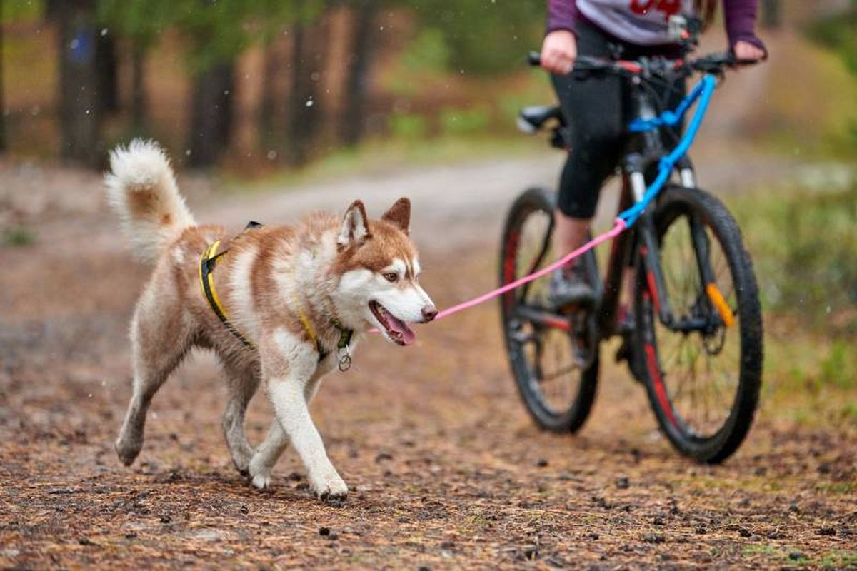 Para hacer deportes caninos de forma segura se necesita un material específico.