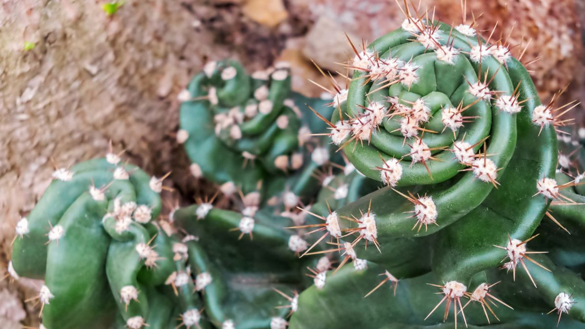 cactus cereus peruvianus