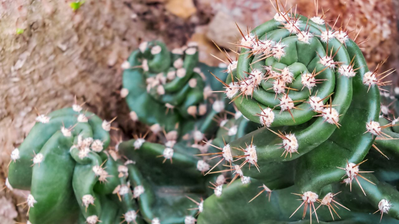 cactus cereus peruvianus