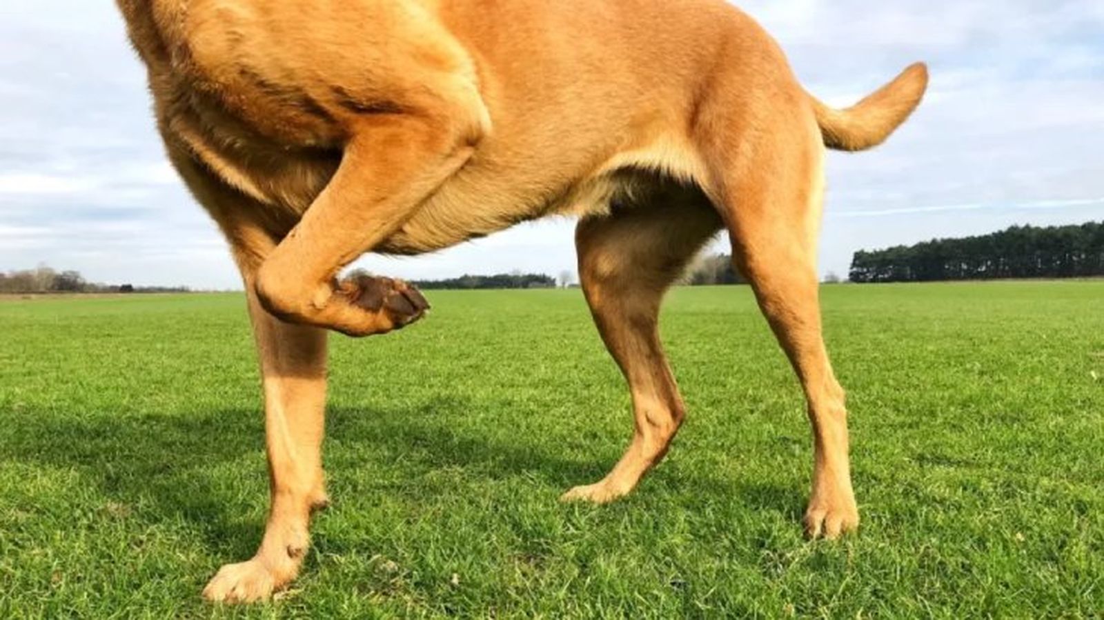 displasia de cadera en perros 4