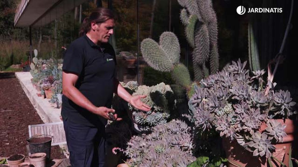 brico 1007 jardin multiplicar Graptopetalum paraguayenses