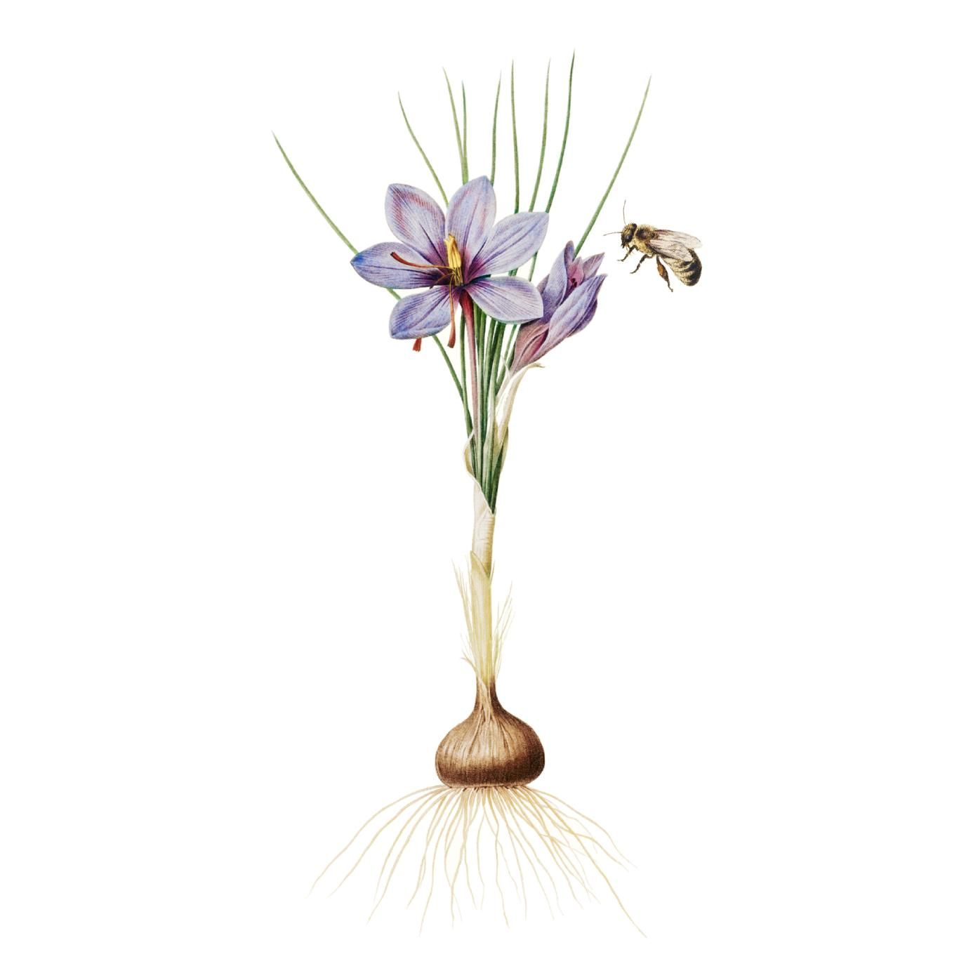 Ilustración de flor del azafrán.