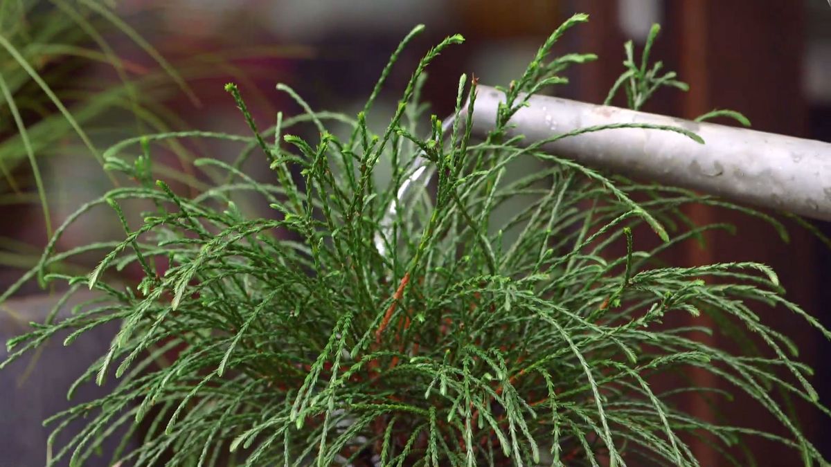 brico 931 3 thuya plicata caracteristicas