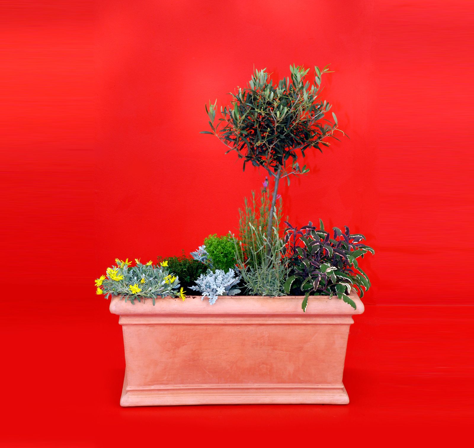 composicion tomillo xl