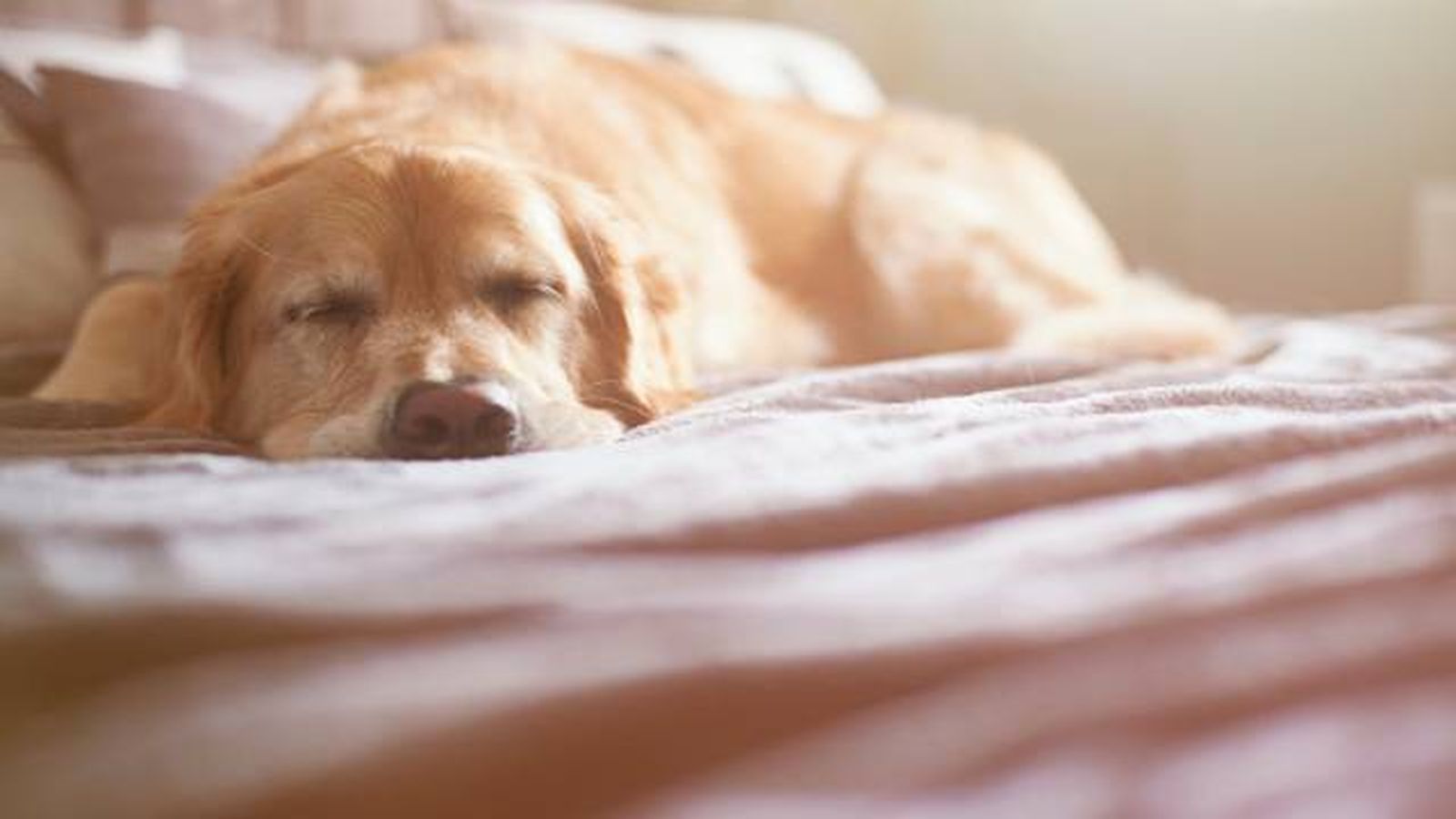 perro dormido