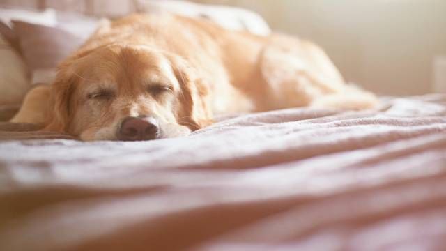 perro dormido