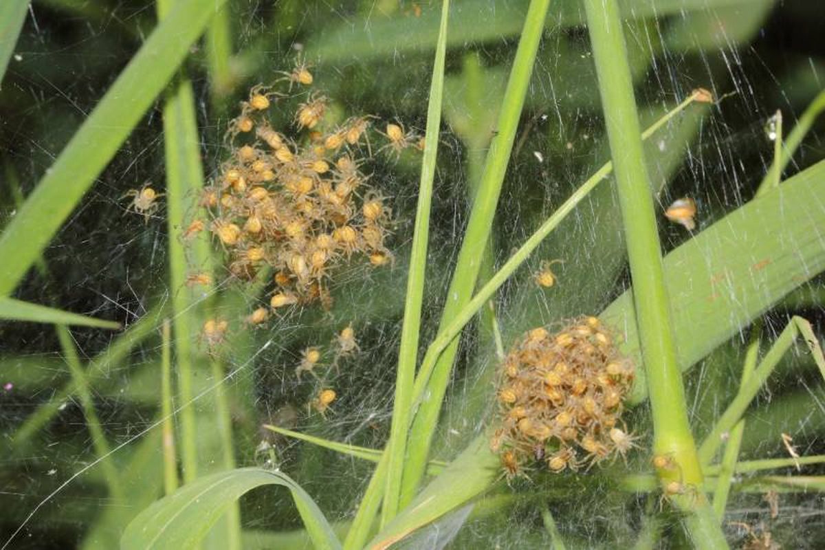 Puede desplazarse sobre la superficie del agua y cazar diversas presas acuáticas.