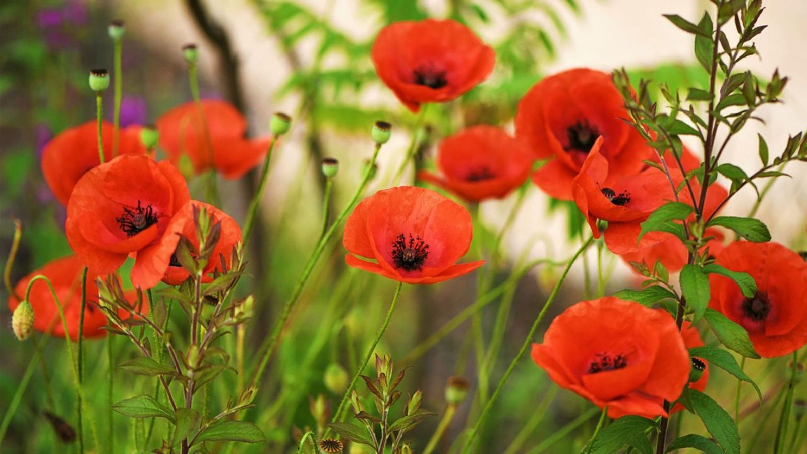 planta amapola caracteristicas cultivo
