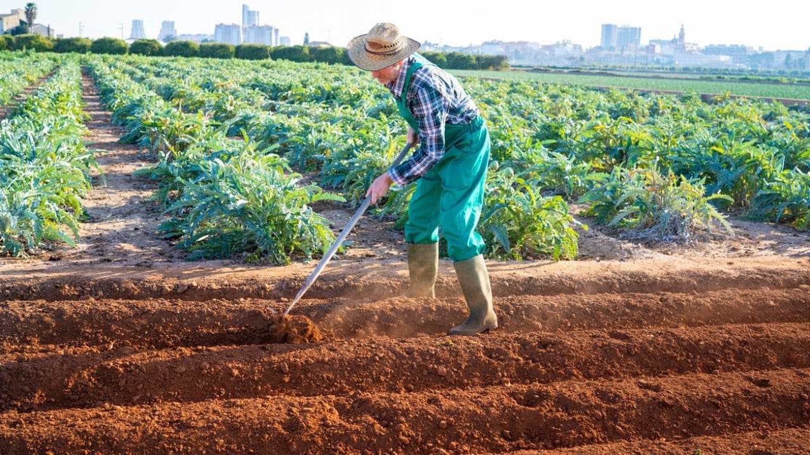 rotacion de cultivos que es como se hace