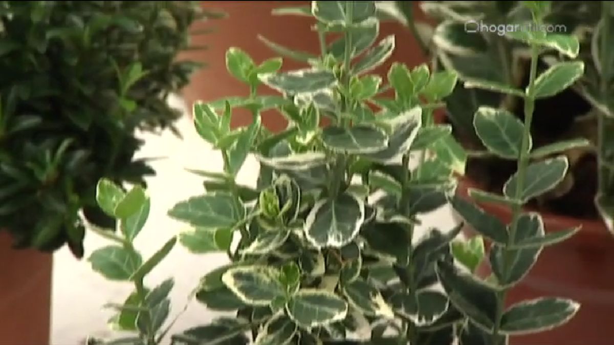 Euonymus fortunei blanco