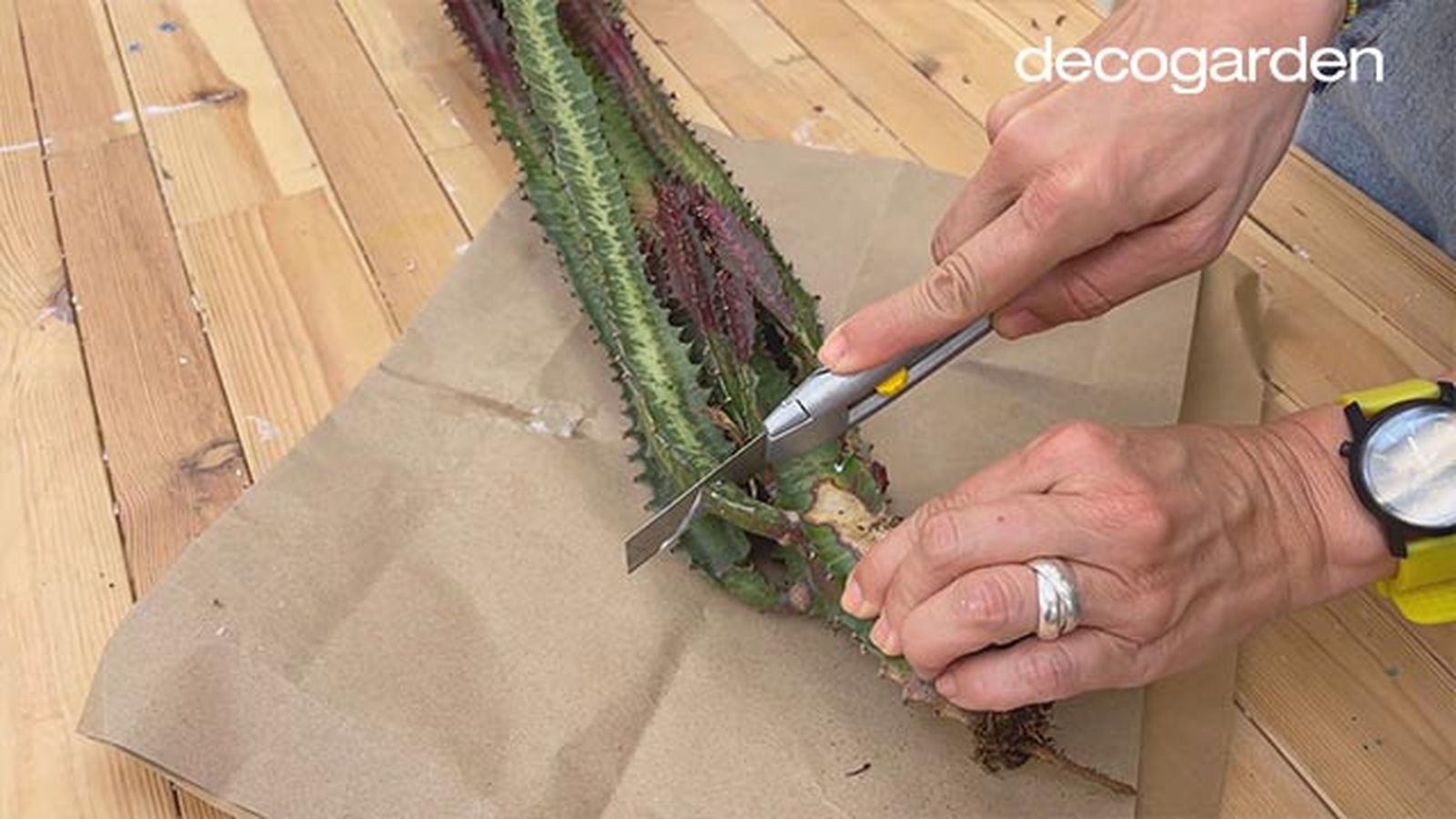 revivir cactus decorar maceta decoupage paso 1