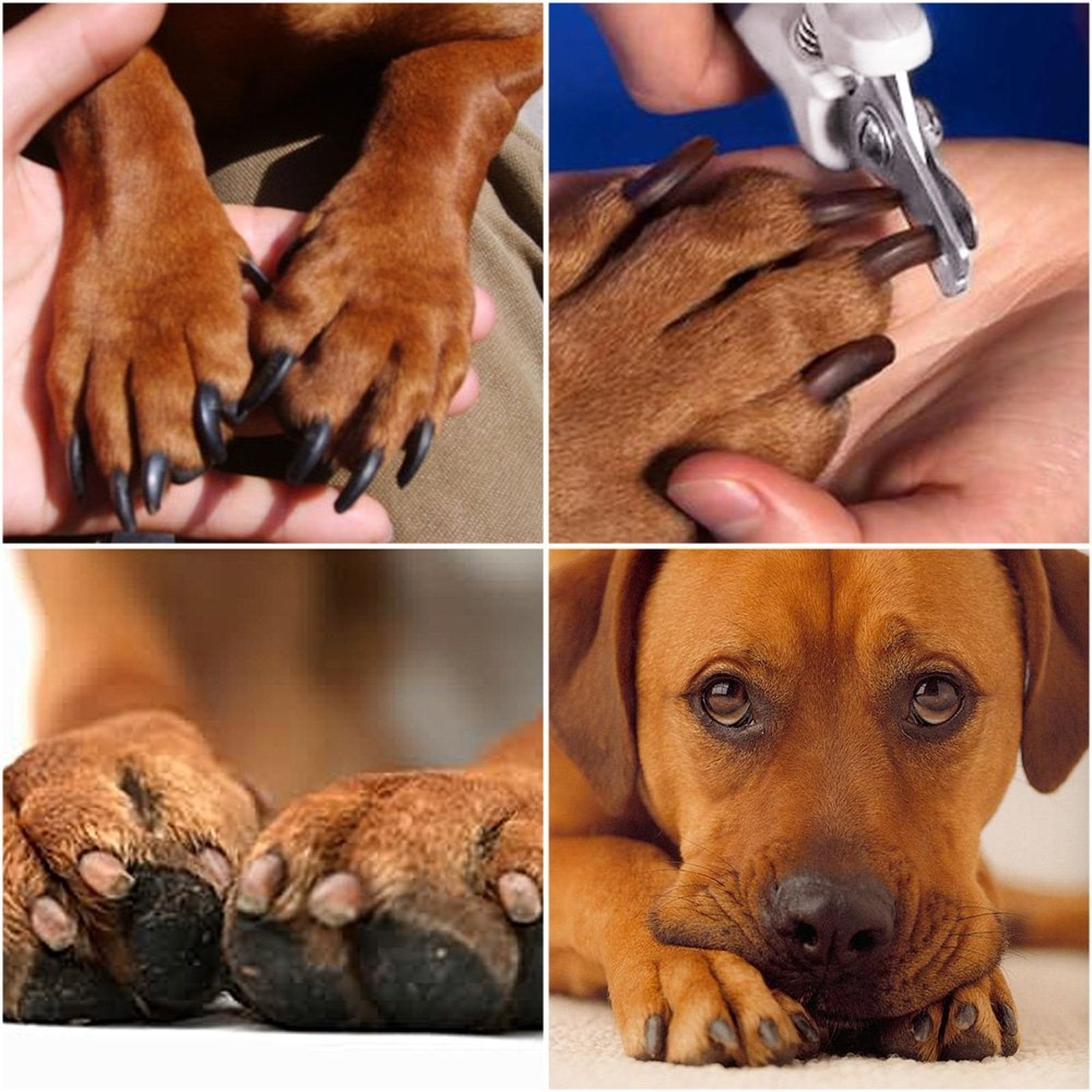 perros herramienta cortar unas
