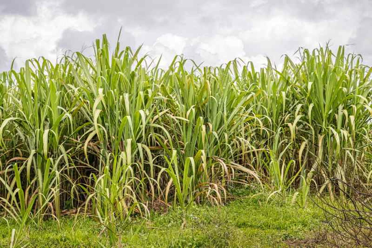 Saccharum officinarum.