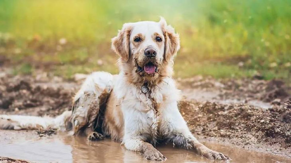 por que los perros huelen mal cuando se mojan 4 (2)