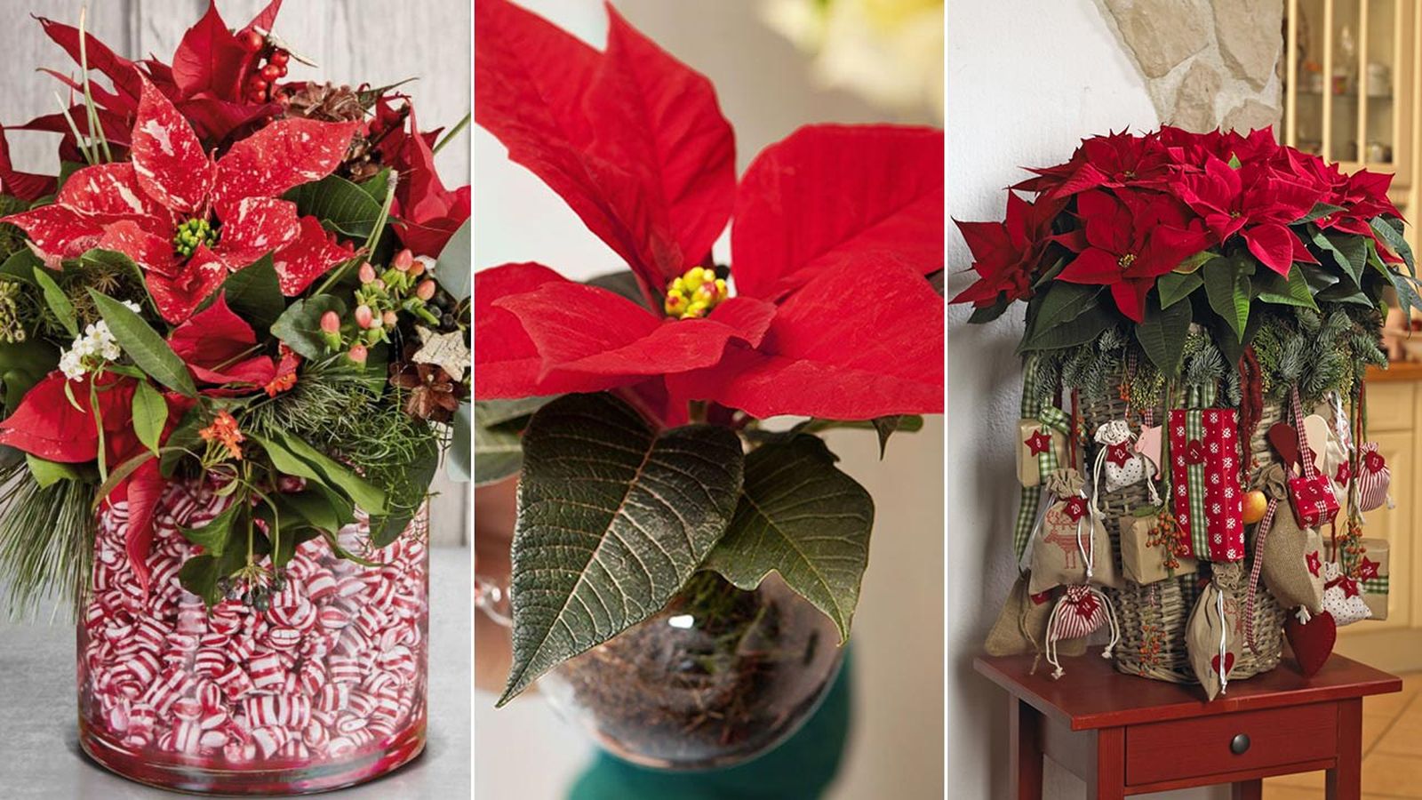 adornos navidad con flor de pascua xl