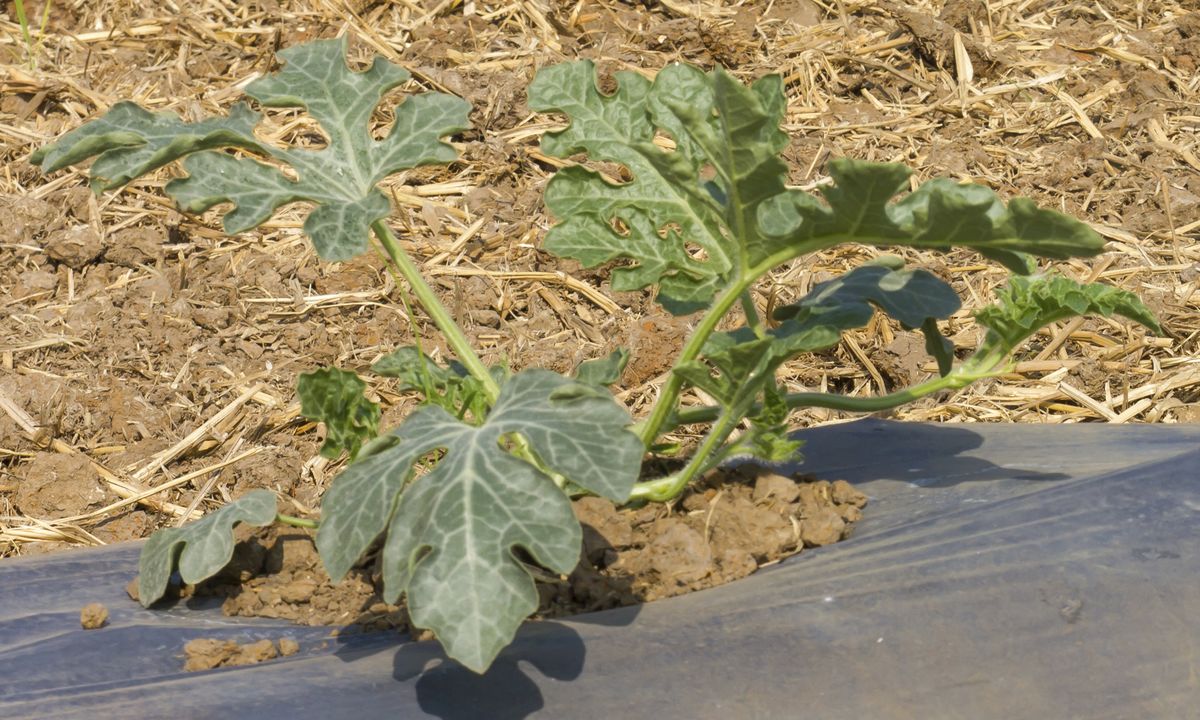 ROJA0022_Acolchado para sandias y melones