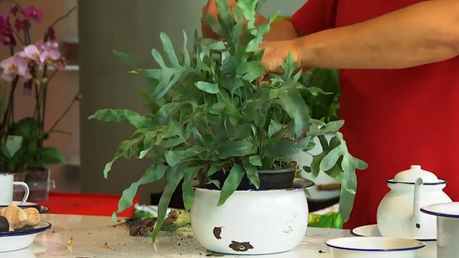 como cultivar helecho phlebodium
