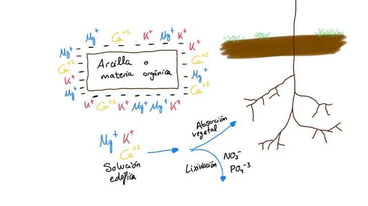 por que acidos humicos son eficientes fertilizacion suelos 1