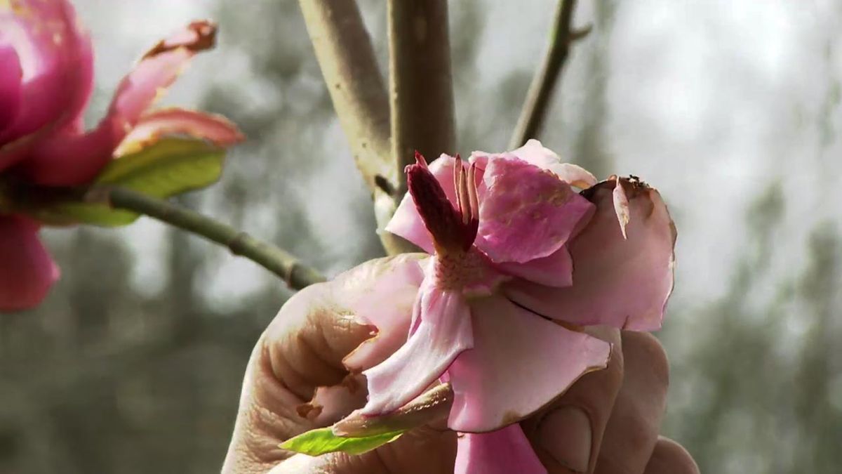 deco 773 jardin magnolia star wars fruto