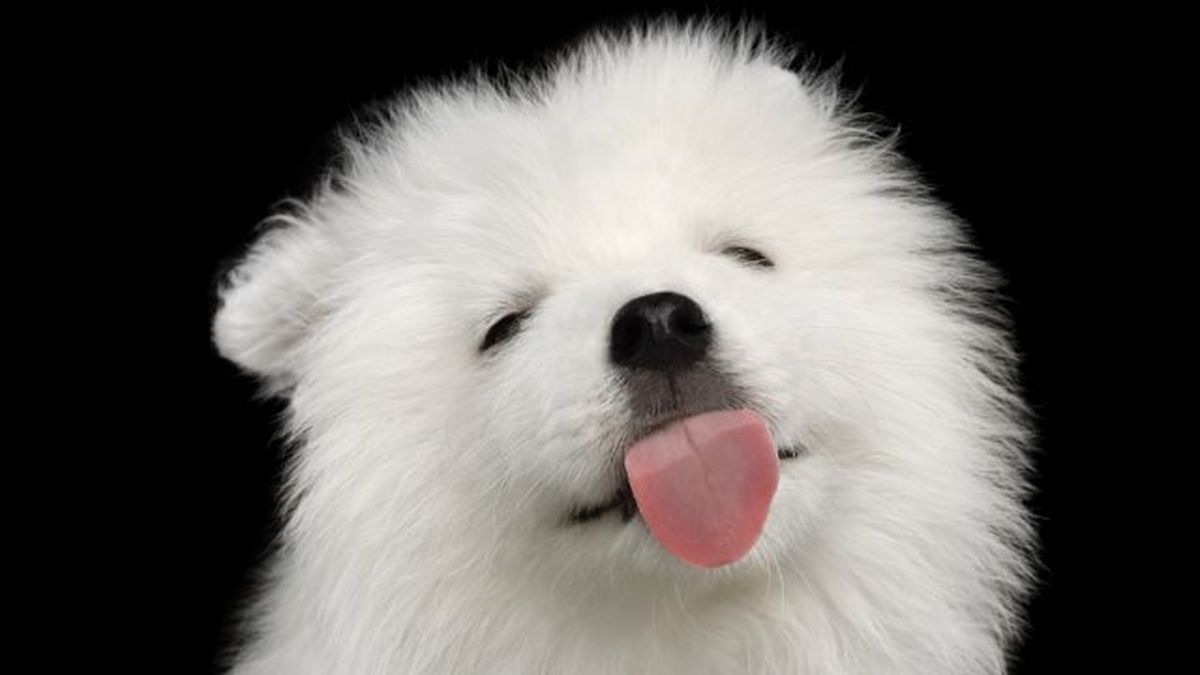 por que lamen los perros 2