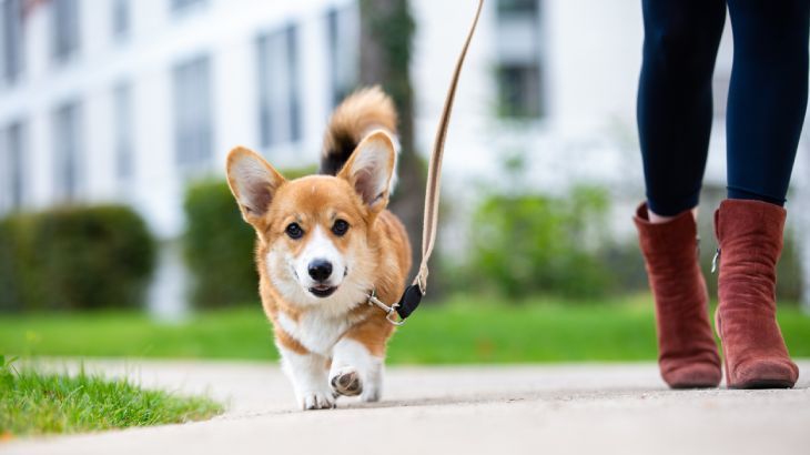 corgi gales de pembroke 12