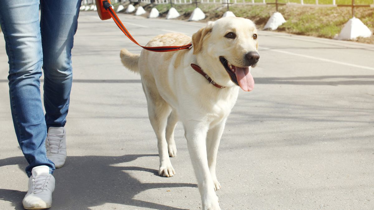 3 consejos pasear perro