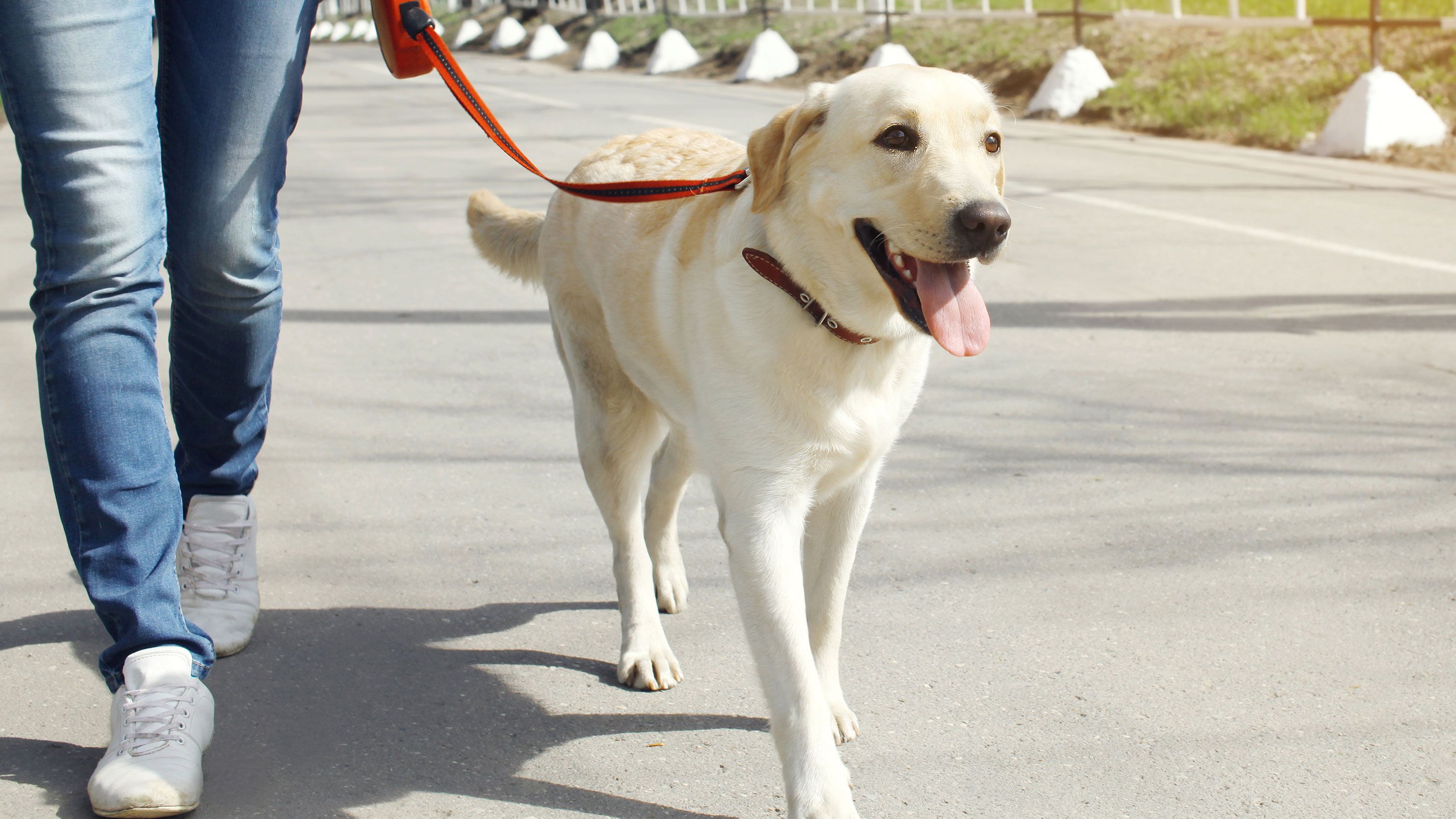3 consejos pasear perro