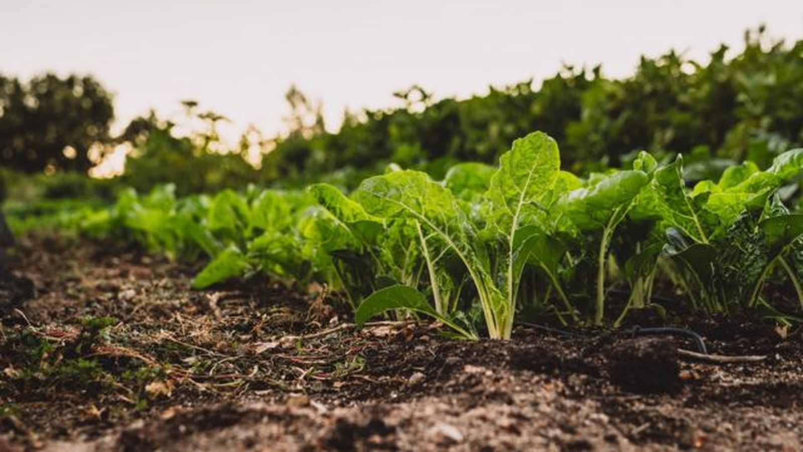 como saben las plantas que ha llegado al primavera