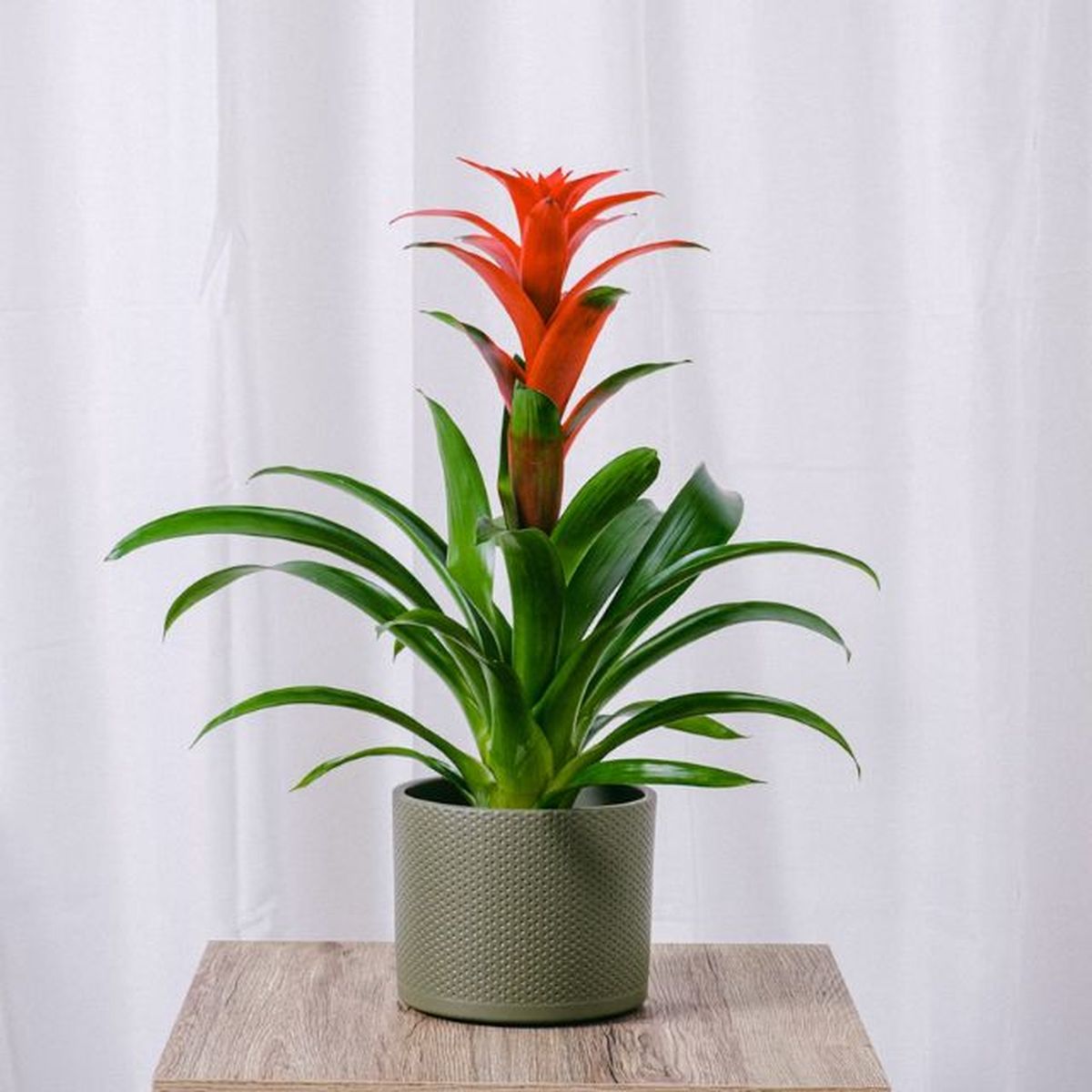 bromelia roja para regalar en navidad